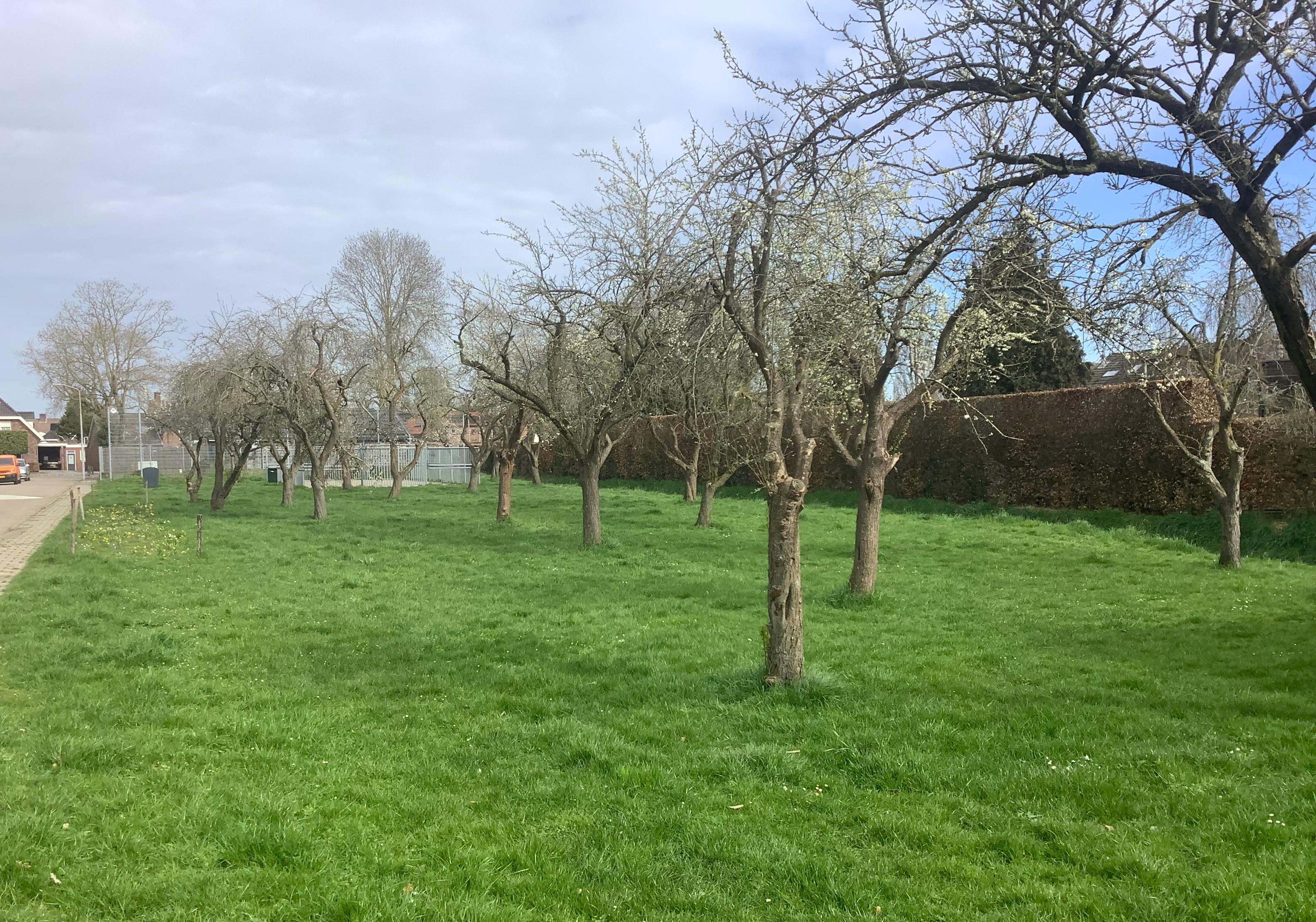 Winnaar landschapsfonds Neder-Betuwe 2025 boomgaard