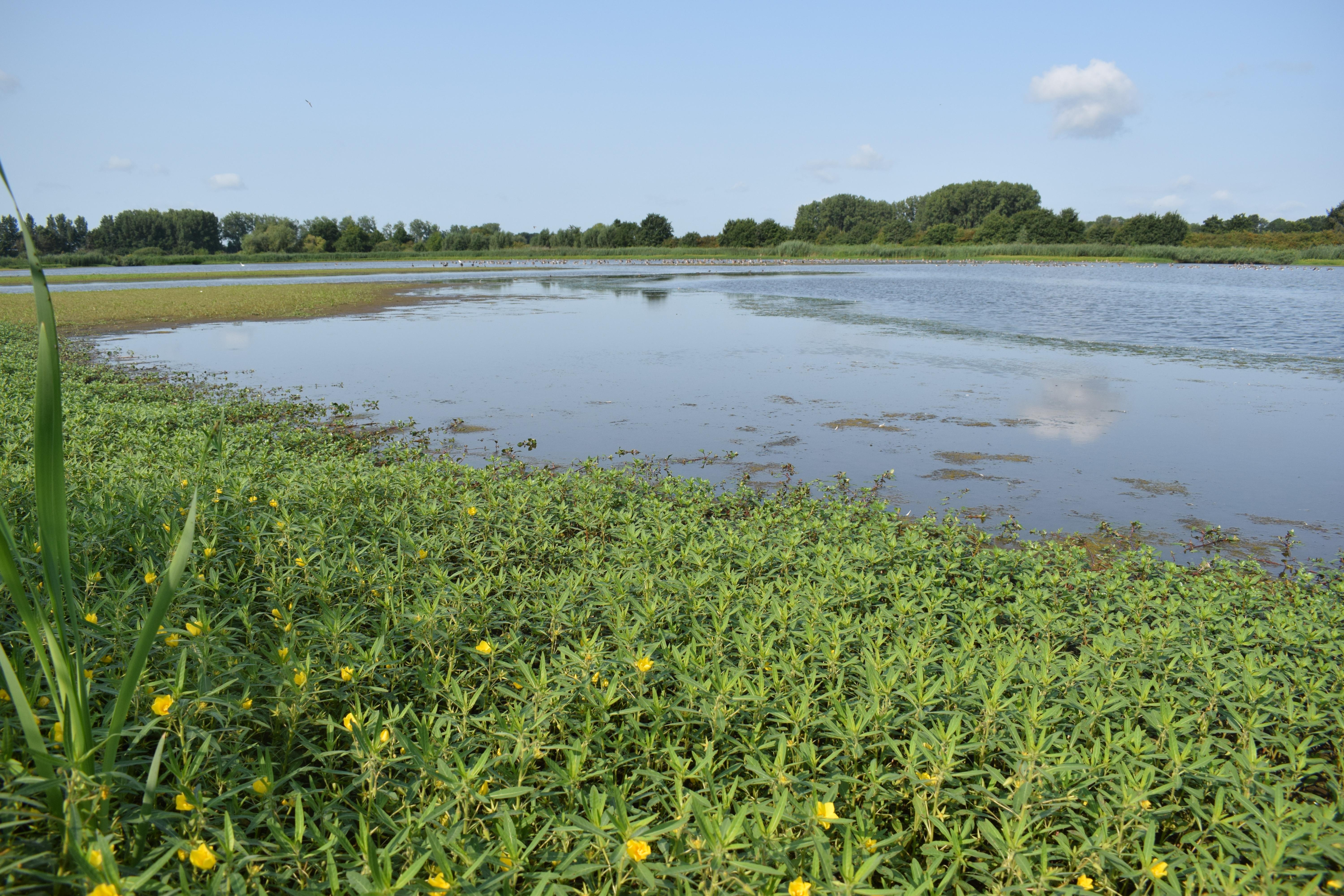 Drempt natuurontwikkeling zomer 2025