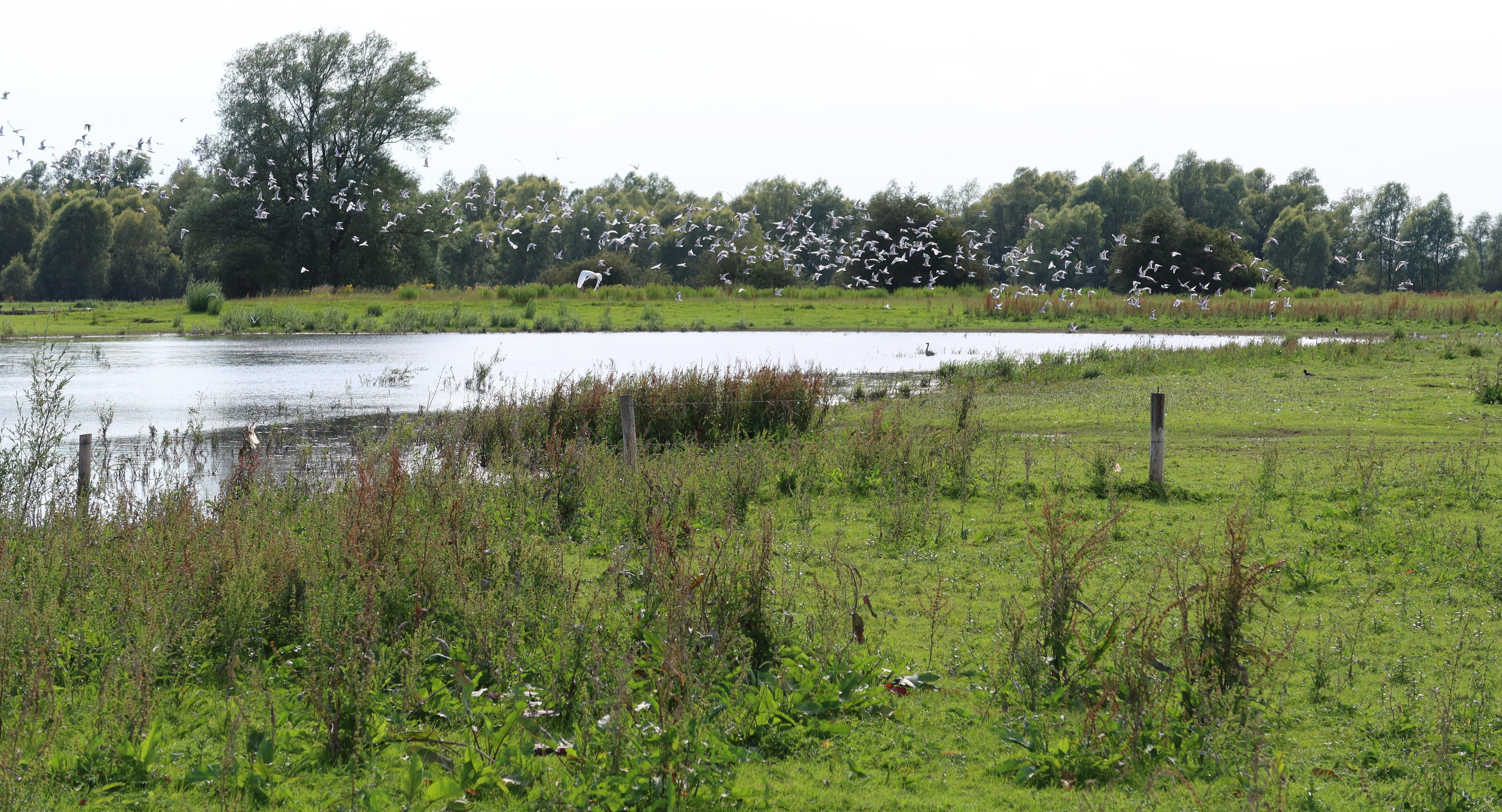 Veenoordkolk en Teugse Kolk Deventer